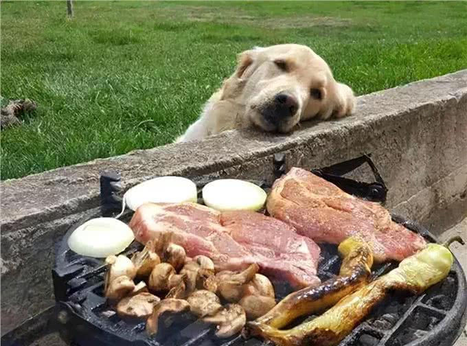 警告:这些食物不能喂狗，可能会让它随时丢命