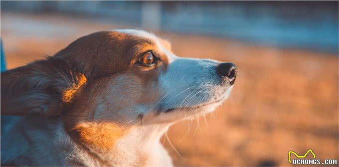 狗狗咬人怎么办，该怎么纠正