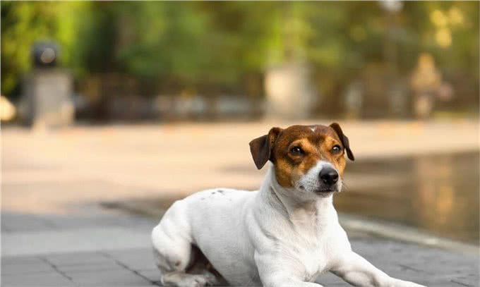 狗狗咬人怎么办，该怎么纠正