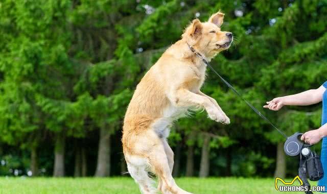 狗狗咬人怎么办，该怎么纠正