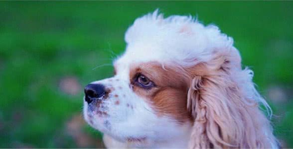 狗狗咬人怎么办,该怎么纠正