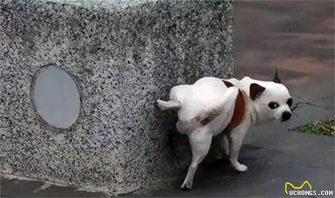 猫狗尿液这个颜色，主人需要注意了