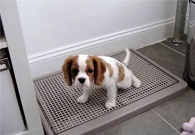 猫狗尿液这个颜色，主人需要注意了