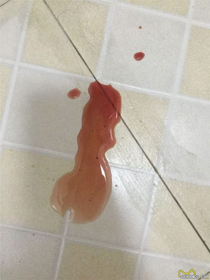 猫狗尿液这个颜色，主人需要注意了