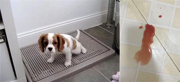 猫狗尿液这个颜色，主人需要注意了