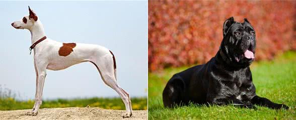 直到现在,你从未听说过的10个了不起的犬种