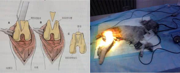 任何年龄、品种的狗都有可能患这个病，老了才发现就晚了