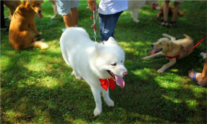 遛狗拴绳入法：狗狗再乱跑，后果很严重