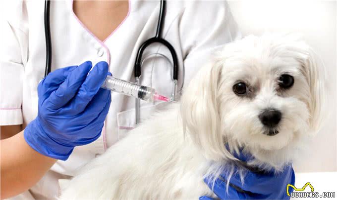 遛狗拴绳入法：狗狗再乱跑，后果很严重