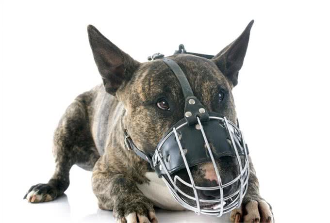 遛狗拴绳入法：狗狗再乱跑，后果很严重