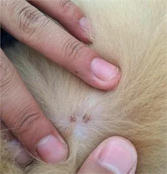 夏天，狗狗非常容易长虱子，那这时有什么比较好的处理方法吗?