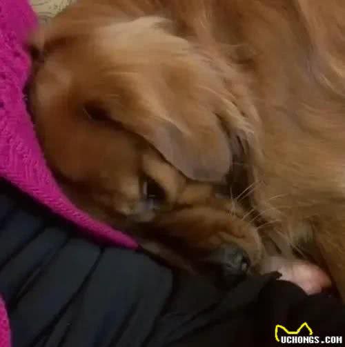 狗狗临终前咬了小主人一口，救命之咬，到死的忠诚，全家大哭