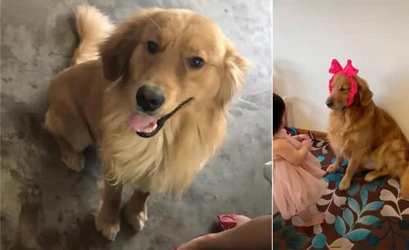 狗狗临终前咬了小主人一口，救命之咬，到死的忠诚，全家大哭