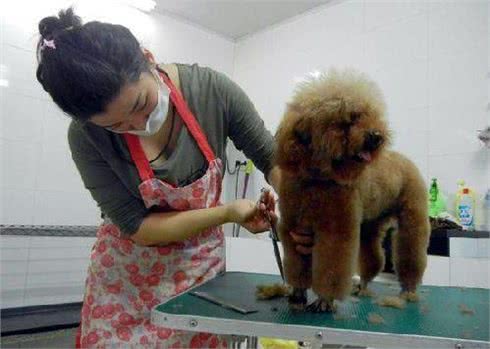 宠物美容小知识你都知道吗?宠物美容使爱宠更具魅力哦