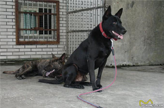 这种土狗被误认为中华田园犬，通过20年努力早已成为新犬种