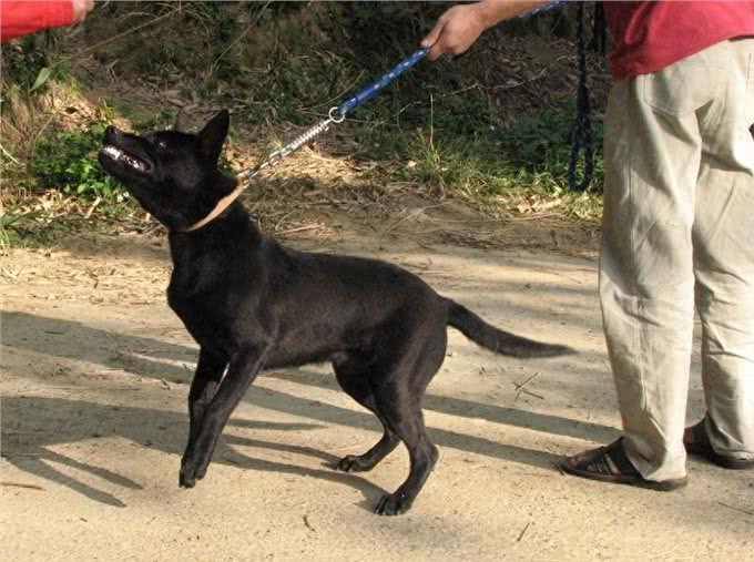 这种土狗被误认为中华田园犬，通过20年努力早已成为新犬种