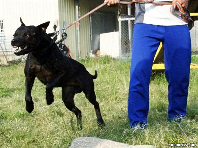 这种土狗被误认为中华田园犬，通过20年努力早已成为新犬种