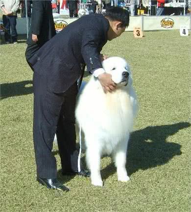 比高加索犬还要大，世界最有力量的大白熊可碾压藏獒