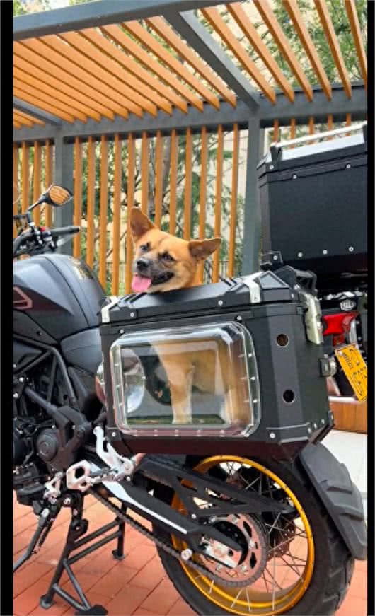 主人带着狗狗一起摩旅去拉萨，还给它打造了专属边箱，太有爱了吧