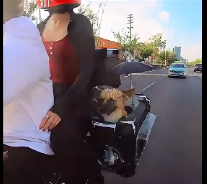 主人带着狗狗一起摩旅去拉萨，还给它打造了专属边箱，太有爱了吧