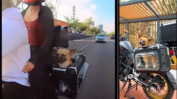 主人带着狗狗一起摩旅去拉萨,还给它打造了专属边箱,太有爱了吧