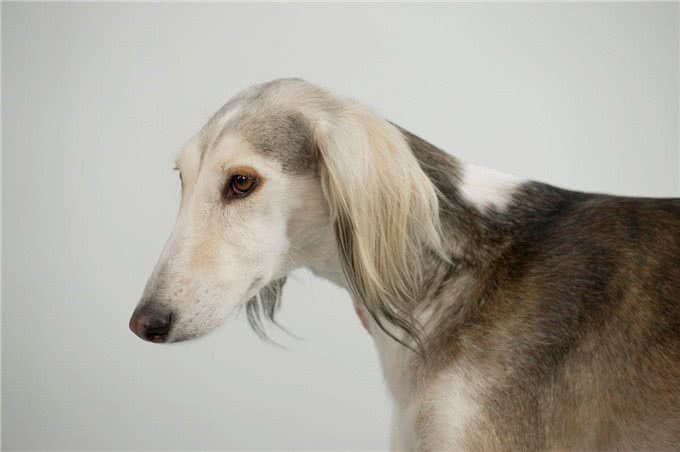 揭秘!长鼻子、长脸的犬种大公开，快来看看它们的特点吧!