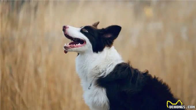 牧羊犬怎么训练睡觉?为什么要让其有足够的睡眠?