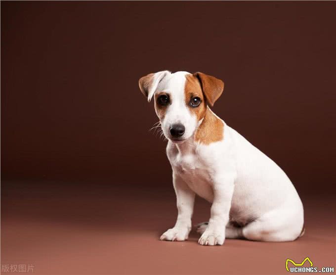 春天到了,狗狗闷闷不乐怎么办?