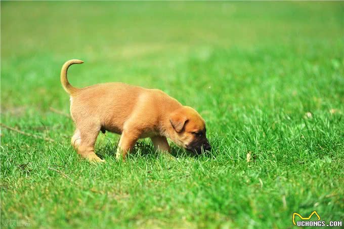 春天到了,狗狗闷闷不乐怎么办?