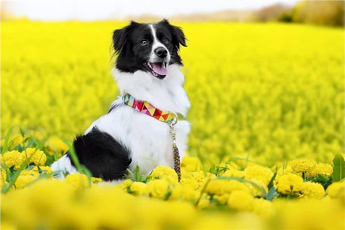 春天到了,狗狗闷闷不乐怎么办?