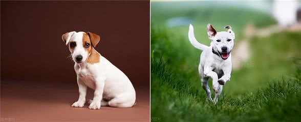 春天到了，狗狗闷闷不乐怎么办?