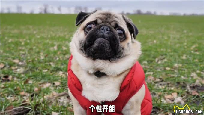 狗狗品种知识科普，你知道巴哥犬来自哪里吗?今天来讲解