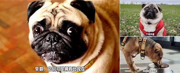 狗狗品种知识科普，你知道巴哥犬来自哪里吗?今天来讲解
