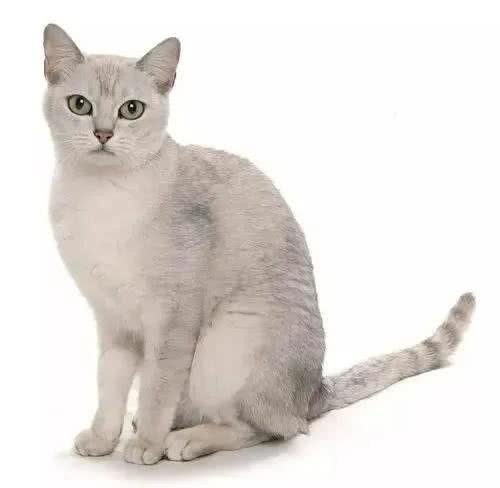 各种猫咪的祖先，你都知道是谁吗?