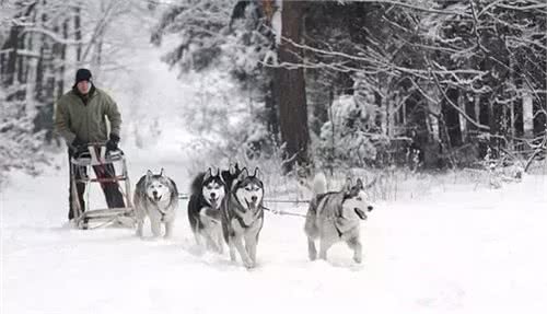 狗拉雪橇的狗到底是什么狗?