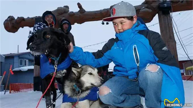狗拉雪橇的狗到底是什么狗?
