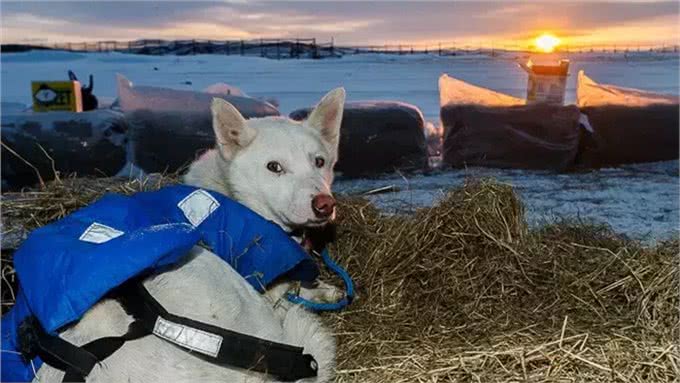 狗拉雪橇的狗到底是什么狗?
