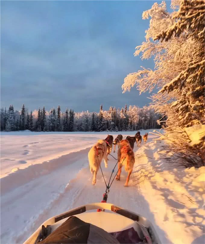 狗拉雪橇的狗到底是什么狗?