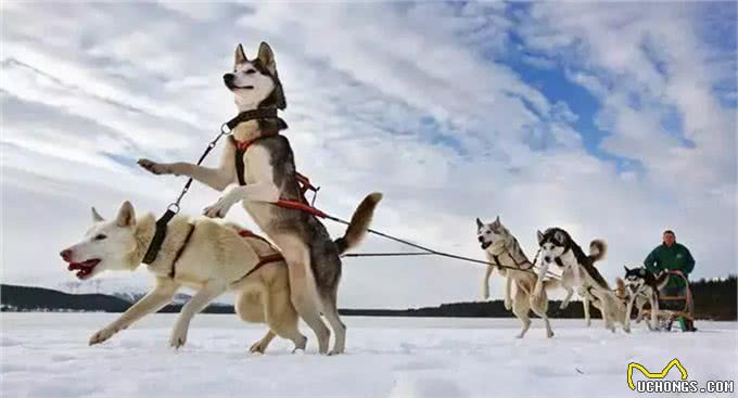 狗拉雪橇的狗到底是什么狗?