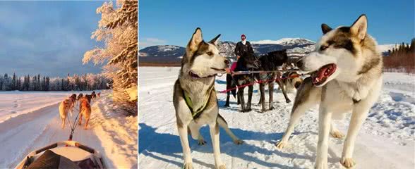 狗拉雪橇的狗到底是什么狗?