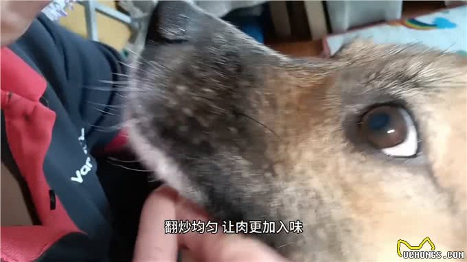 分享一段温馨又美味的狗狗食谱