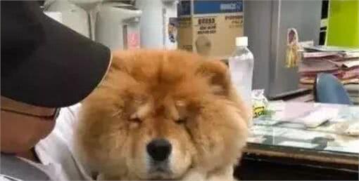 松狮剪了个毛后每天都很丧，大爷为了防止它想不开，只有宠着!