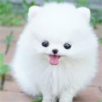 家中博美犬不听话,那如何让博美犬乖乖的,安静的去上厕所呢?