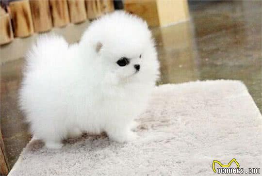 家中博美犬不听话,那如何让博美犬乖乖的,安静的去上厕所呢?