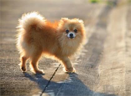 家中博美犬不听话,那如何让博美犬乖乖的,安静的去上厕所呢?