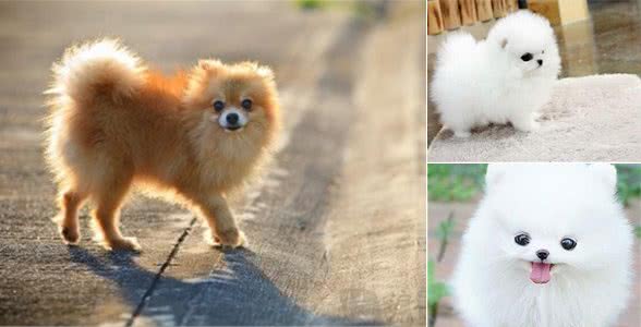 家中博美犬不听话,那如何让博美犬乖乖的,安静的去上厕所呢?