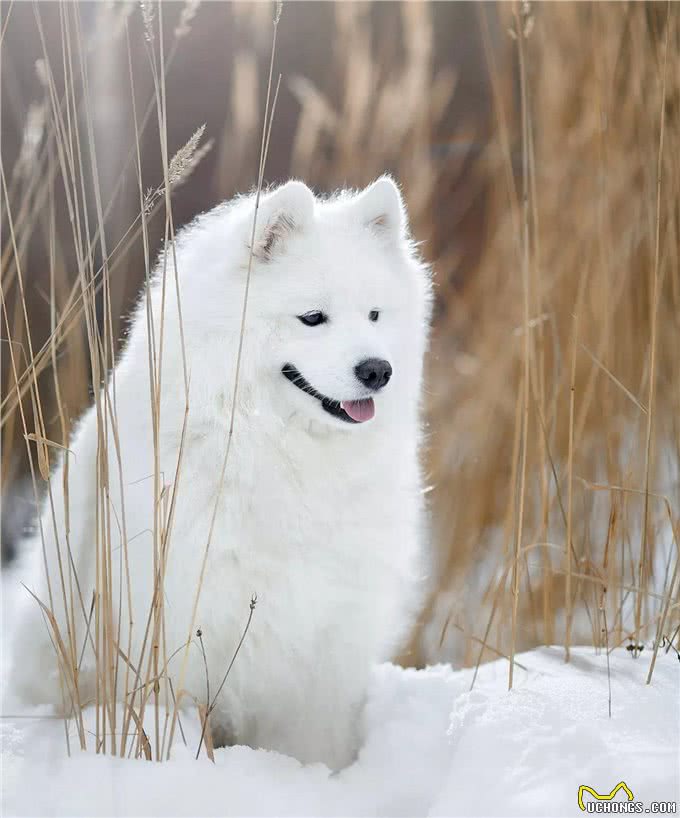 萨摩耶大揭秘，传奇的雪橇犬，400年历史的陪伴者