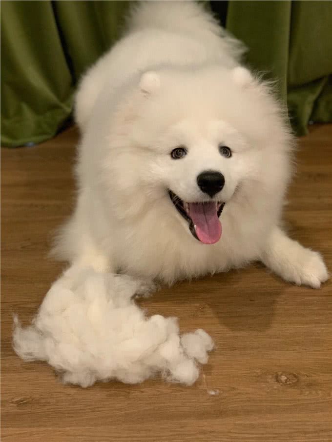 萨摩耶大揭秘,传奇的雪橇犬,400年历史的陪伴者