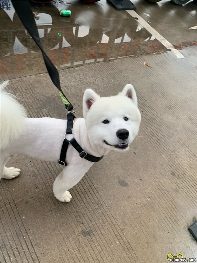 萨摩耶大揭秘,传奇的雪橇犬,400年历史的陪伴者