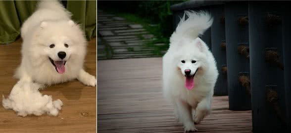 萨摩耶大揭秘,传奇的雪橇犬,400年历史的陪伴者